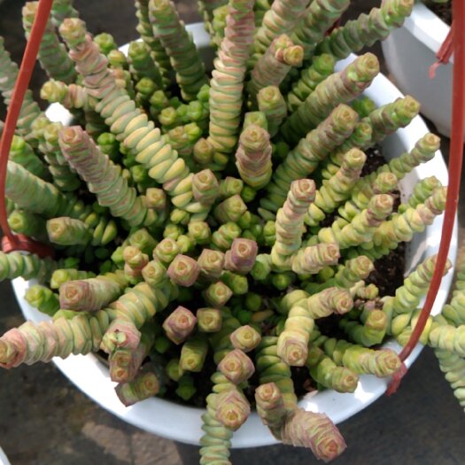 昆明钱串230花盆 