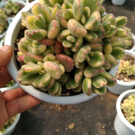 昆明白熊160花盆