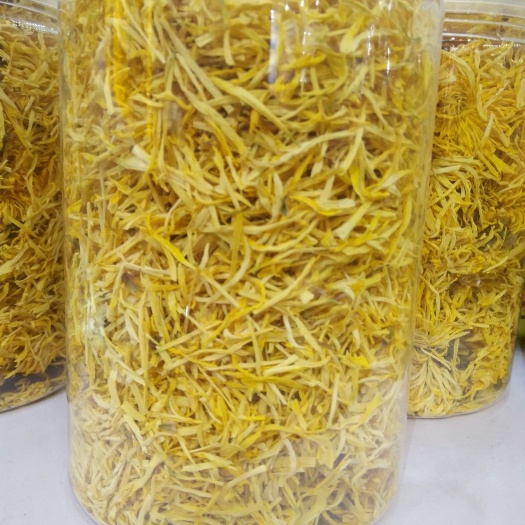 西宁金丝黄菊苗 