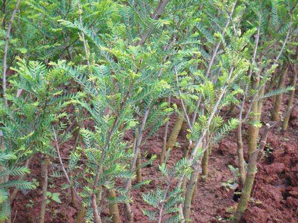 灵山县余甘果苗 0.5~1米 