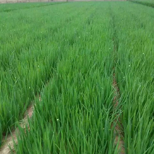 大荔县铁杆大葱苗  小葱  长白