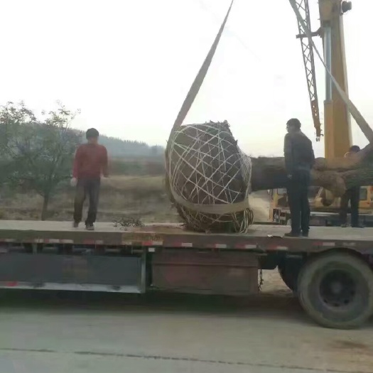 绛县四周柿苗 