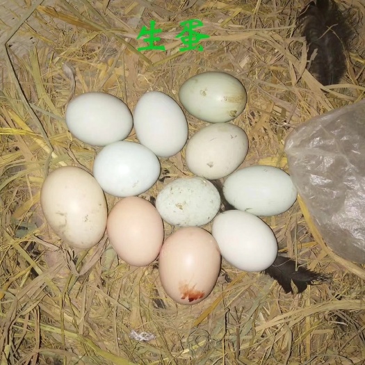 江安县绿壳鸡蛋 食用 简包装