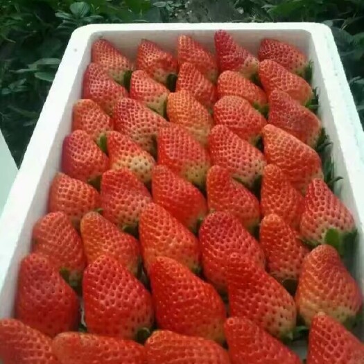 邳州市妙香，月新草莓，一手货源，产地直销