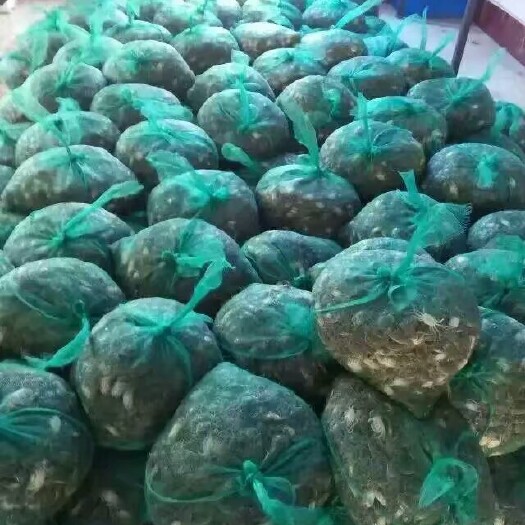 寿光市大闸蟹苗 统货 1