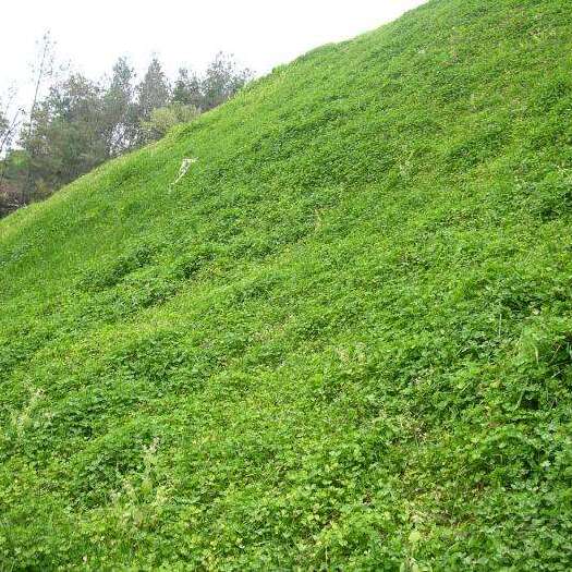 郓城县护坡草种子 高速路护坡河道两侧护坡水库护坡护坡种子包邮