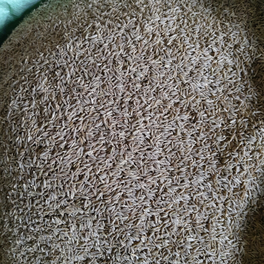 重庆市孜然