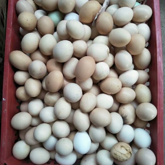昭通土鸡蛋 孵化 箱装