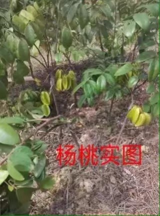 灵山县甜杨桃苗 