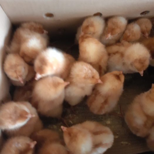 南宁海兰褐蛋鸡苗