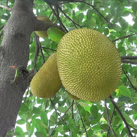 灵山县马来西亚一号菠萝蜜苗 