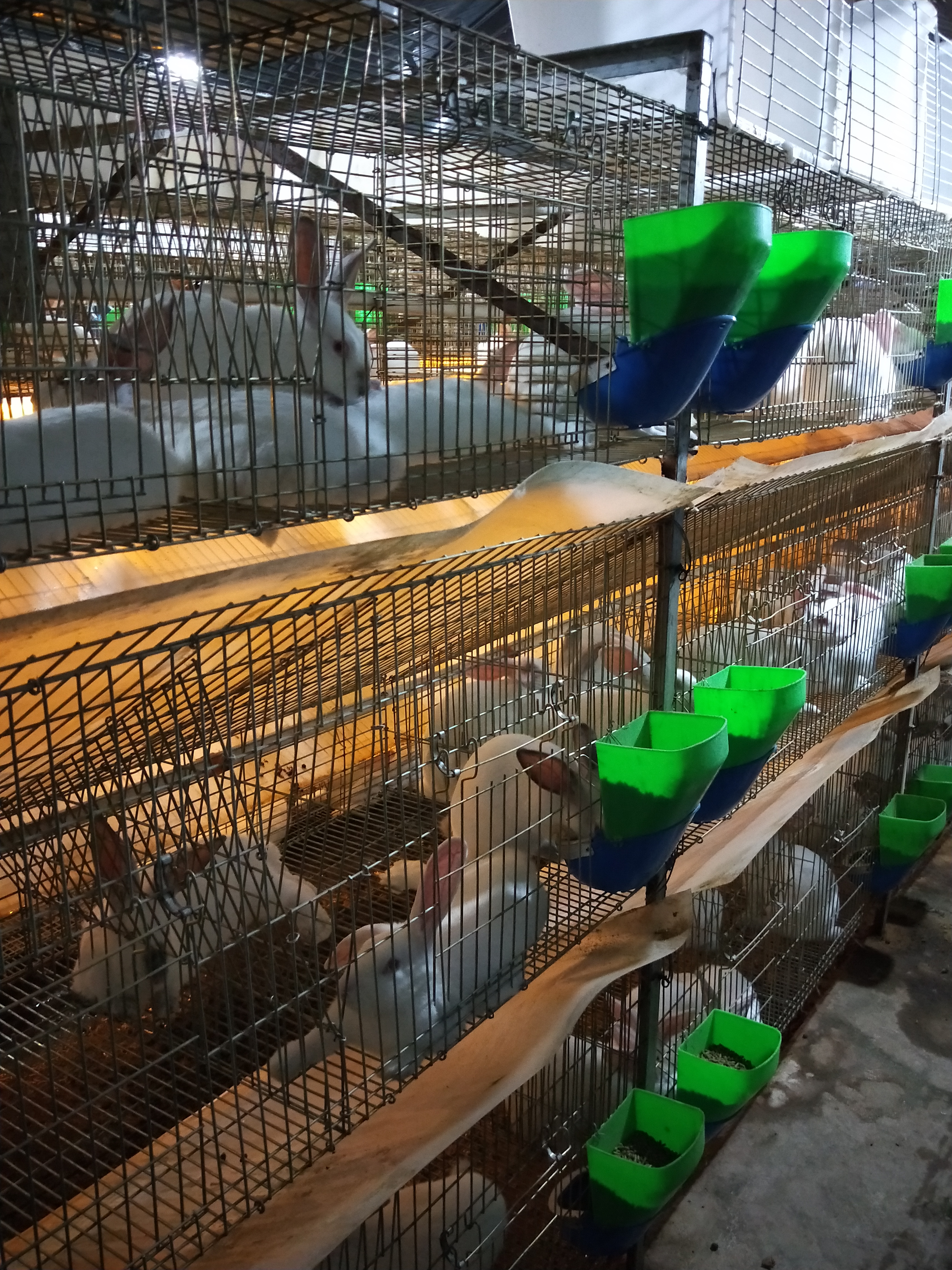 伊拉兔 5斤以上 