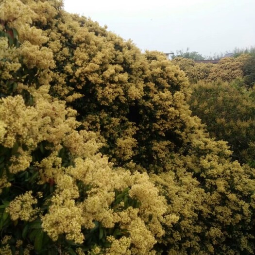 北流市荔枝蜜 塑料瓶装 98% 2年 