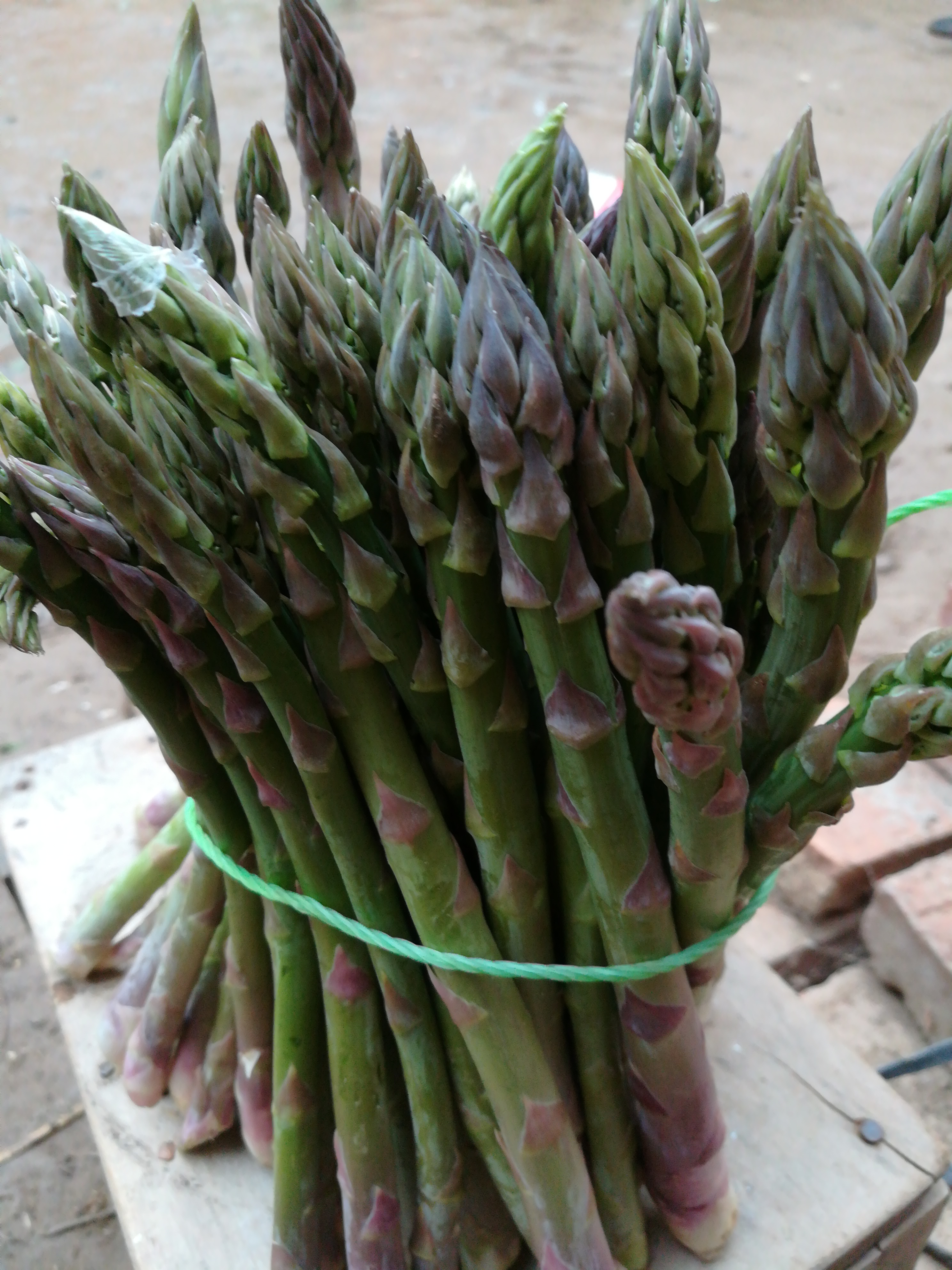 [白芦笋批发]白芦笋 20cm以上 7mm以上价格1