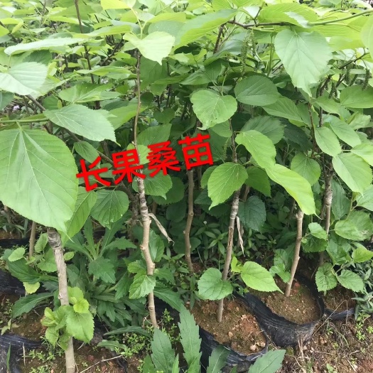 灵山县长果桑苗