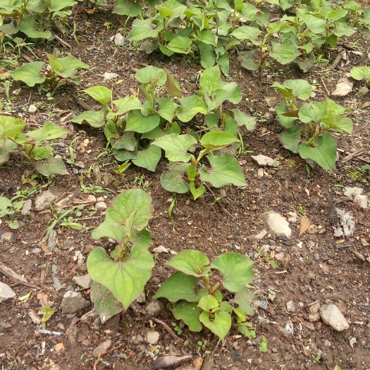 仁怀市野生鱼腥草 