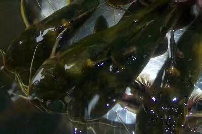 上海黄金鲫鱼苗
