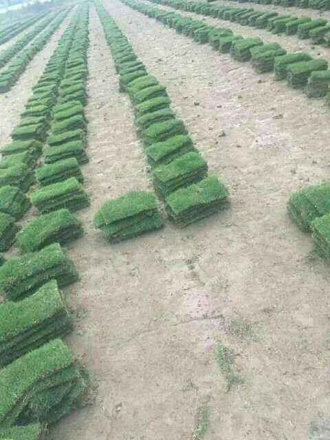 常州马尼拉草皮  马尼拉草坪