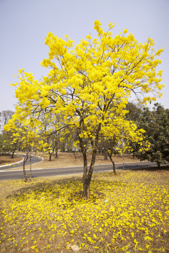 黄花风铃木  早春观花树种园林绿化树苗粗生易养