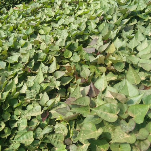 汶上县商薯19红薯苗 15~25cm
