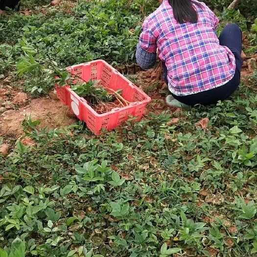 灵山县牛大力苗 