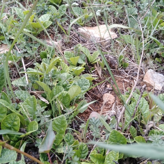 富源县野地瓜苗 