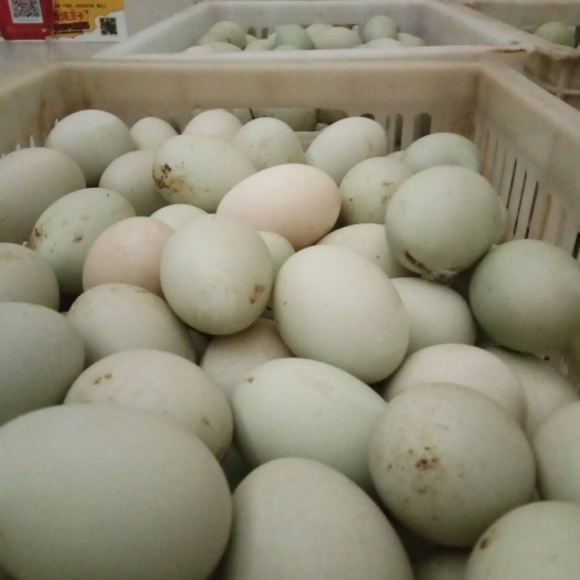 南安市新鲜青皮鸭蛋