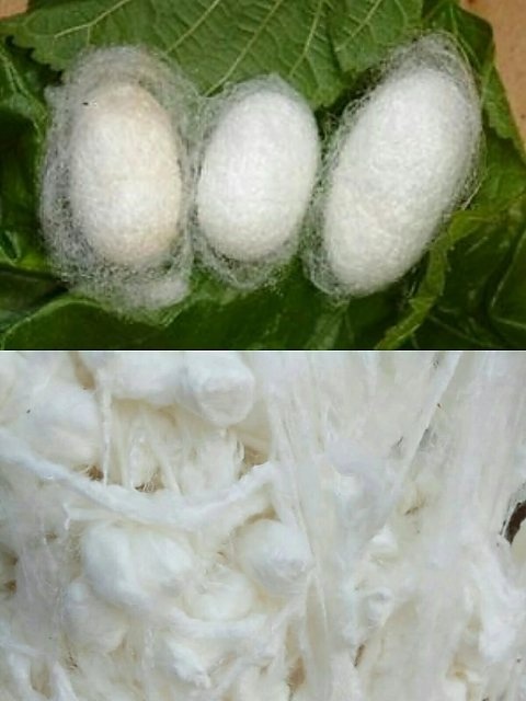 徐闻县蚕丝