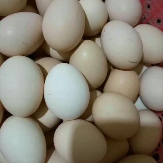 昭通土鸡蛋 食用 箱装 