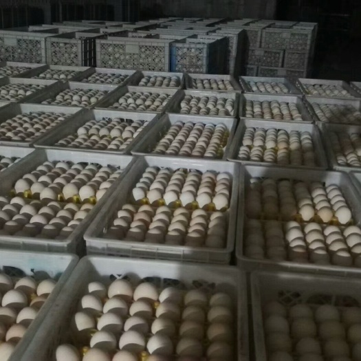 天津普通鸡蛋 散装 食用