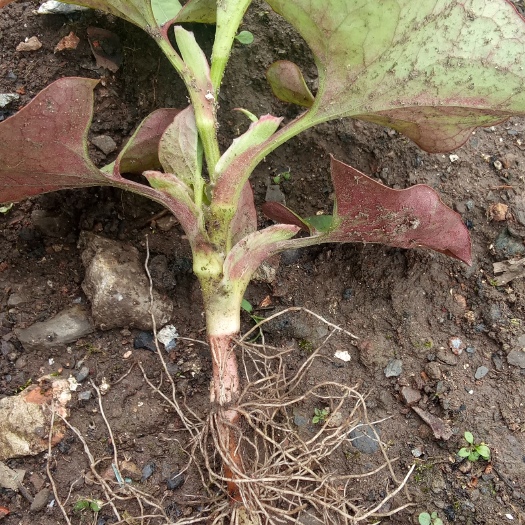 仁怀市野生鱼腥草 