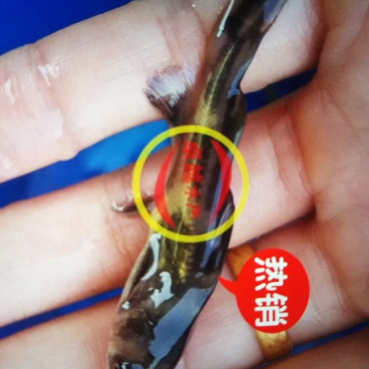 津市市黄骨鱼苗