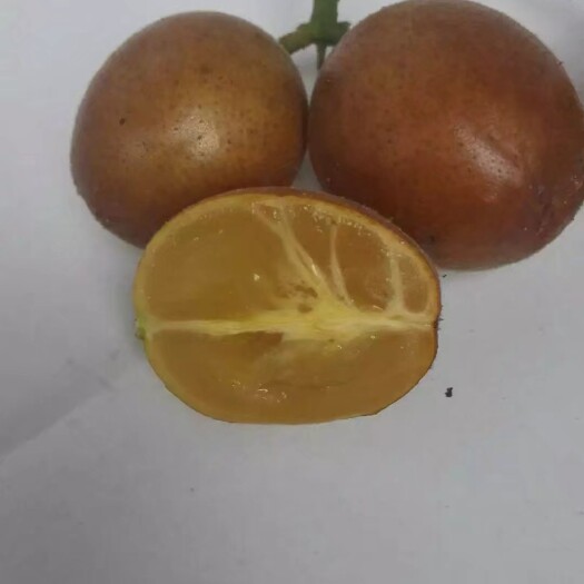 灵山县黑黄皮果苗  【优质苗】黑黄皮苗  贵妃黄皮  紫肉黄皮苗