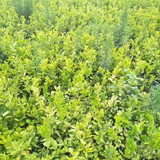 上杭县无核青柠苗
