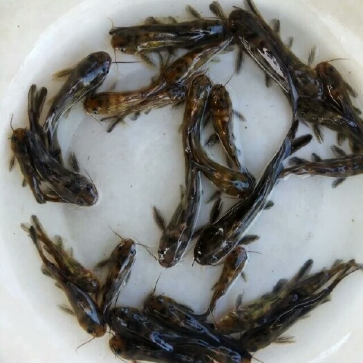 广州黄颡鱼苗 