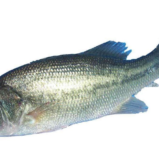 沭阳县鲈鱼苗