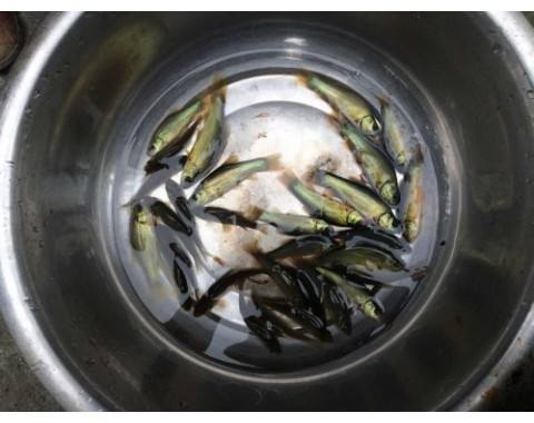 重庆市丁桂鱼苗