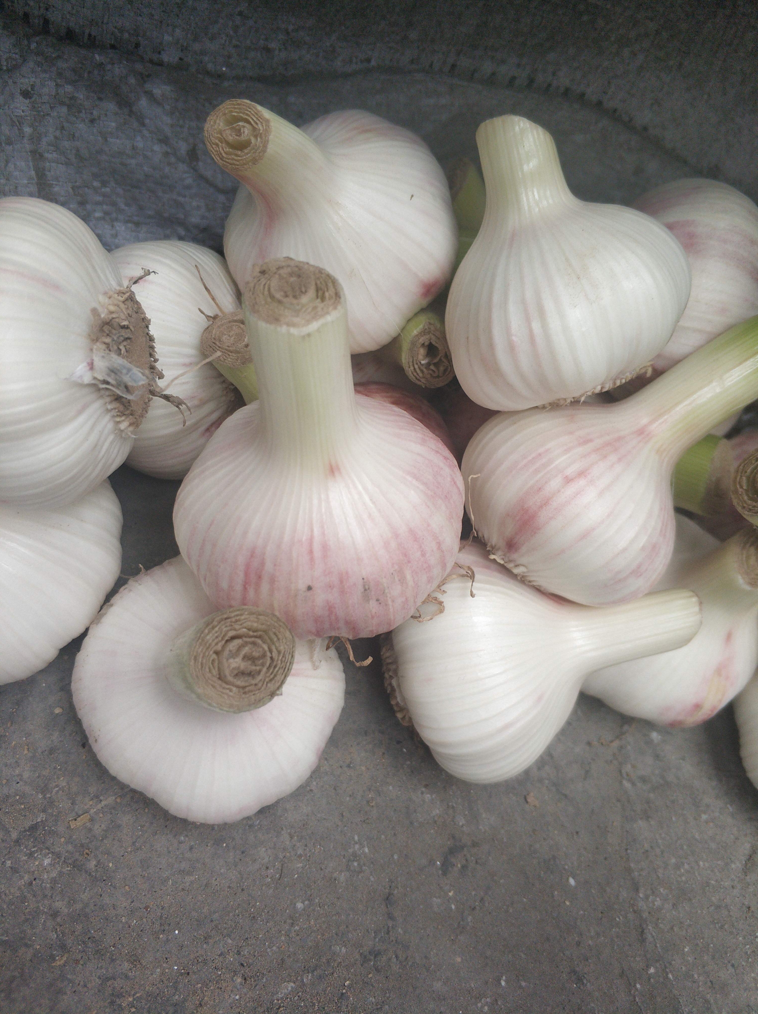 白皮大蒜 4.5-5.0cm 多瓣蒜