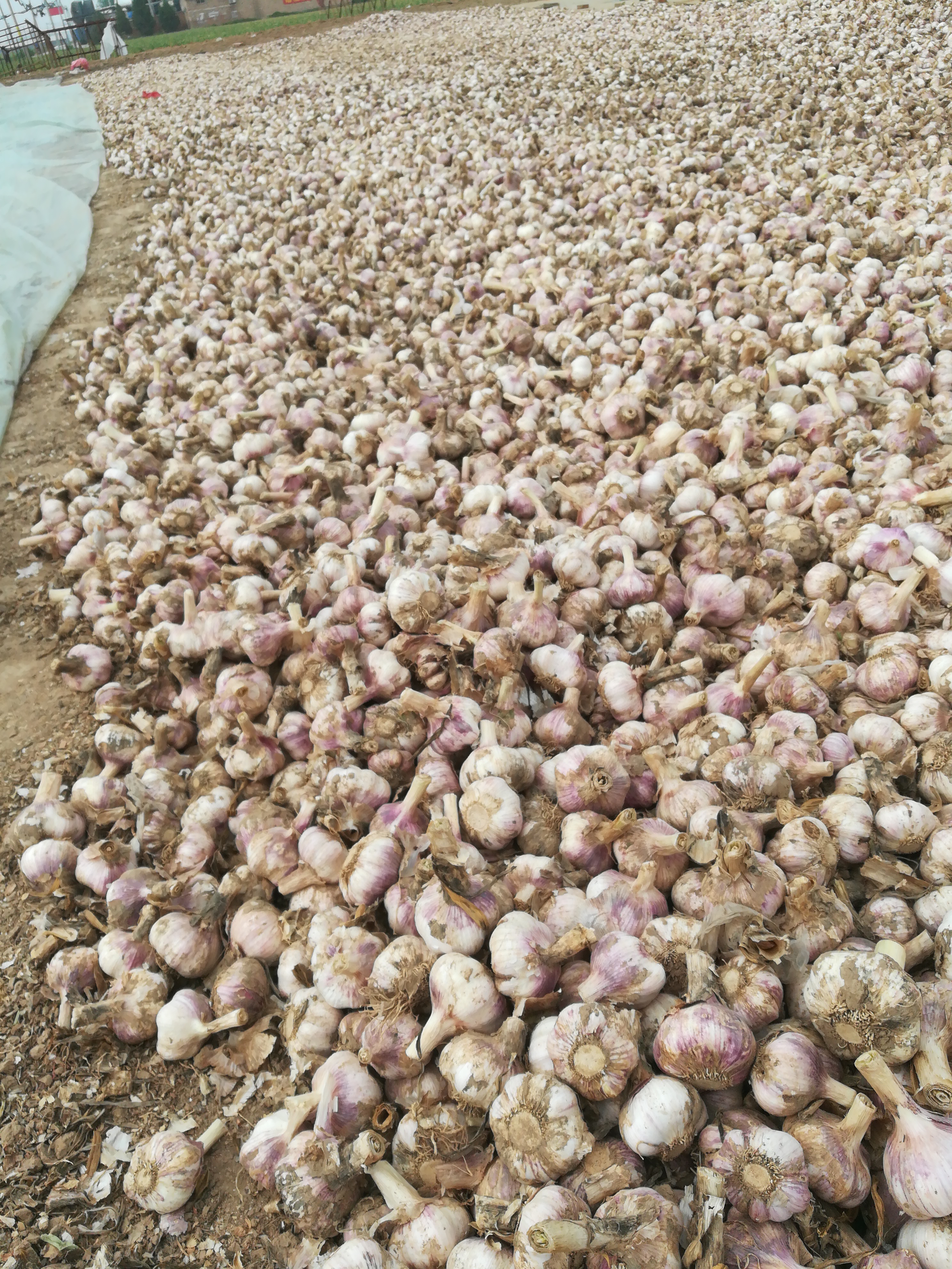 紫皮大蒜 5~5.5cm 非独头