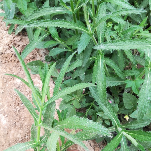 青州市马鞭草种子 