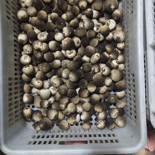 合肥鲜草菇