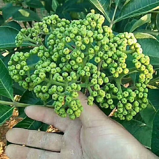 通道县吴茱萸  每年农历10尾到第二年4月中都是栽苗季节，要的赶紧下单！