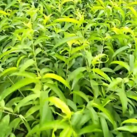 灵山县水蜜桃苗 0.5~1米 