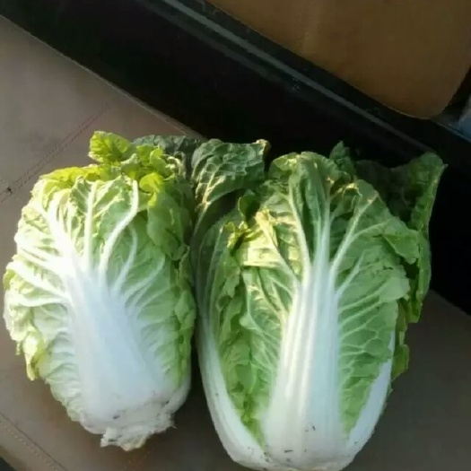 夏阳白菜 3~6斤 净菜