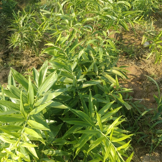 武胜县黄精种苗 黄精带芽块茎