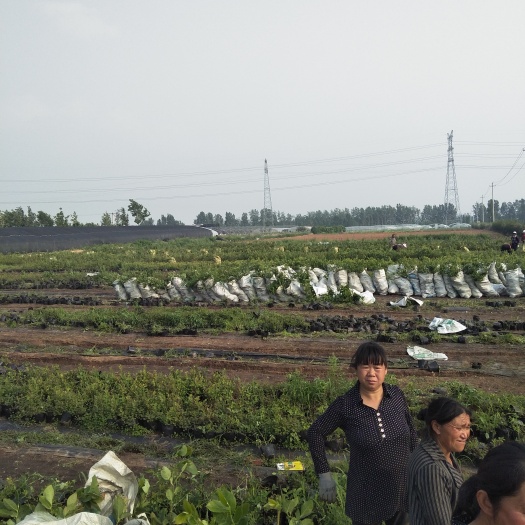 蓝丰蓝莓苗 