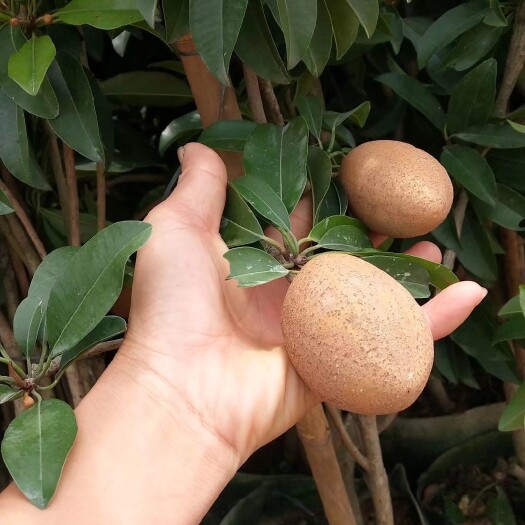灵山县人心果树苗 