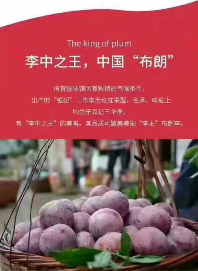三华李 50mm以上