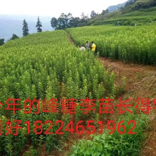 镇宁县蜂糖李树苗 