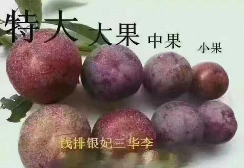 三华李 50mm以上